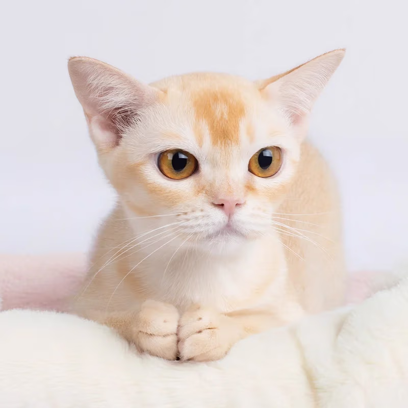 Royal Esprit Burmese show cat